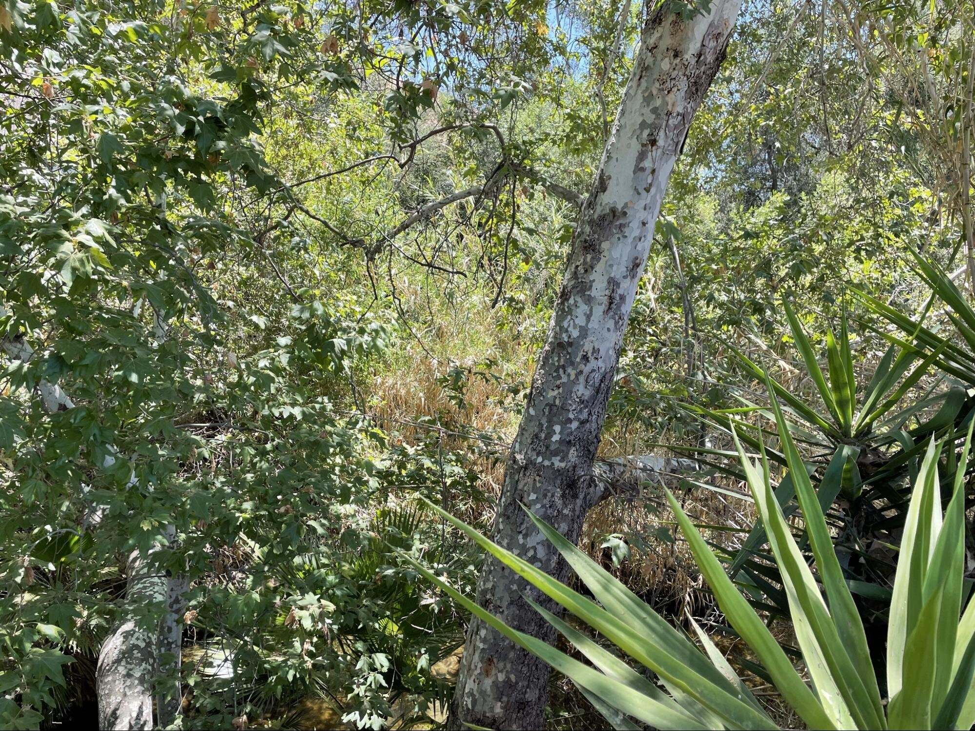 A view from within the creek bed showing the density of vegetation.